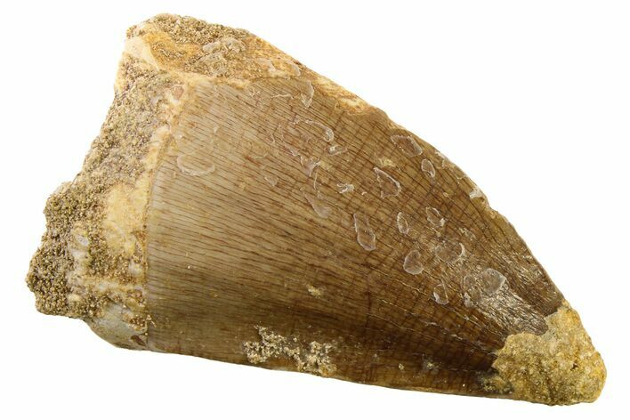 Fossil Mosasaur (Thalassotitan) Tooth - Morocco #341489